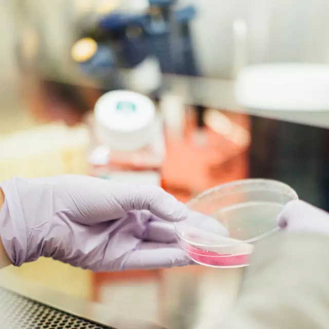 Closeup of researcher examining samples